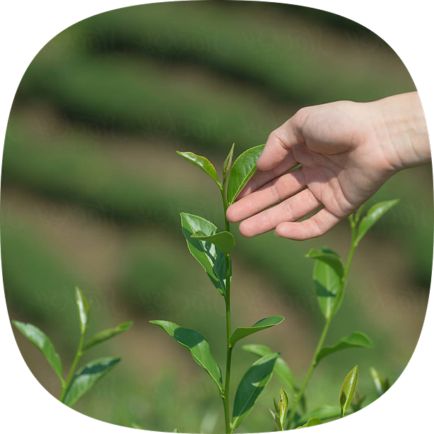 Sustainable tea farming